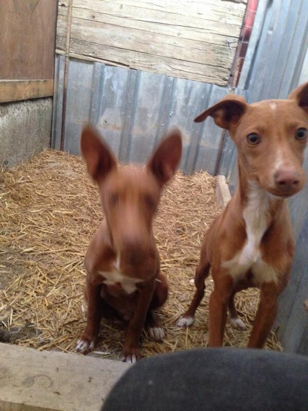 davidmorella1's tweet photo. ya esta en casa mi chikilla tras 2 dias perdida! no puedo estar mas contento ya no esta solo anchon http://t.co/ouQCWLzvHT