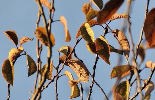 Retweet if you found the hidden bird