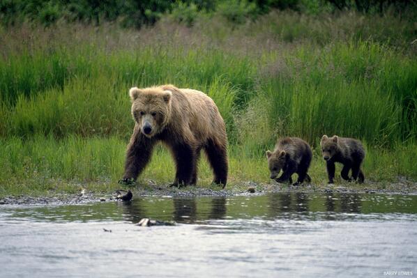 nature_org tweet picture