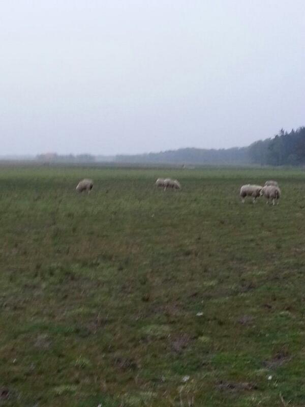 CranberryTexel's tweet photo. Na het planten van de 5000 cranberry planten vandaag zijn de schapen weer de baas op Rozendijk. http://t.co/iEHLU8l1O4
