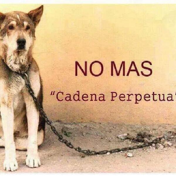 FarithAlcalde's tweet photo. Tener un perro amarrado es maltrato.No seas cruel si no puedes darle una vida digna entrégalo en adopción. #EC http://t.co/9XdgXrW4l9