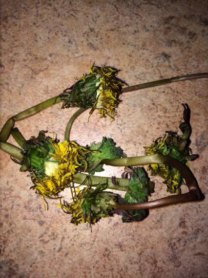 Will picked these flowers for me today. He saved them in his pocket. :) #adorable