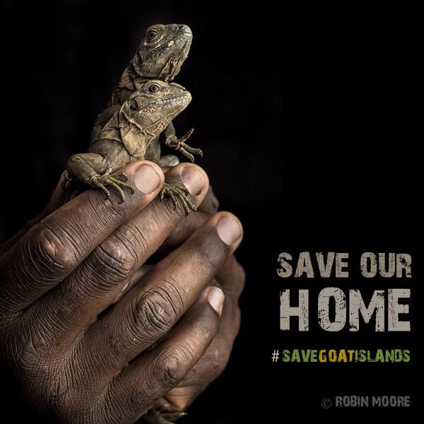 robindmoore's tweet photo. #SAVEGOATISLANDS #SAVETHEJAMAICANIGUANA #PORTLANDBIGHT #JAMAICA @SaveGoatIslands @jamentrust @IUCN @iguanafndn http://t.co/ubvq8rw7k5