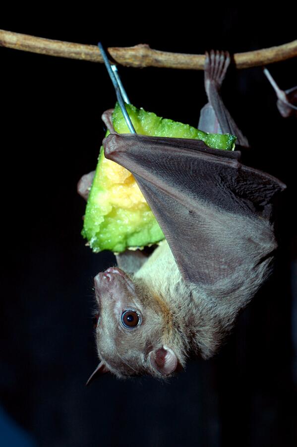 PlanetGreen's tweet photo. 25 of the cutest bat species http://t.co/RYqbdcqhQF We're just batty about them http://t.co/kwfH2k5zlt