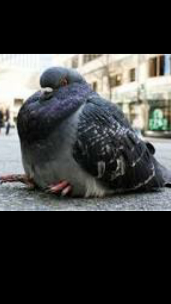 averagepidge's tweet photo. Currently feeling like this cunt http://t.co/iAJx9cMV48