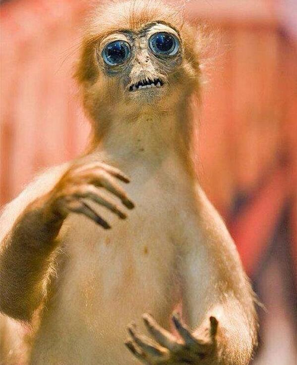 CrapTaxidermy tweet picture