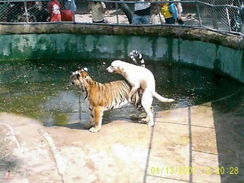 dogordo_'s tweet photo. Una aventura es más divertida si huele a peligro. http://t.co/FrRp8iwQPH