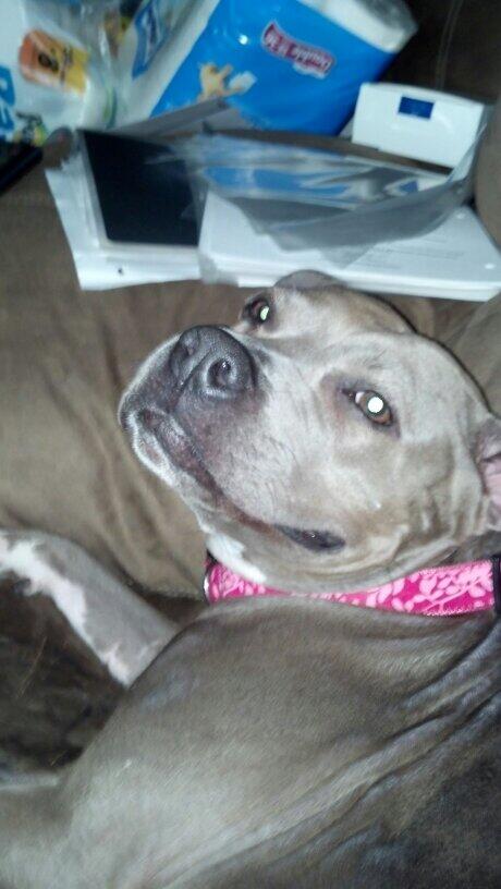 katelyleariley's tweet image. #notabully