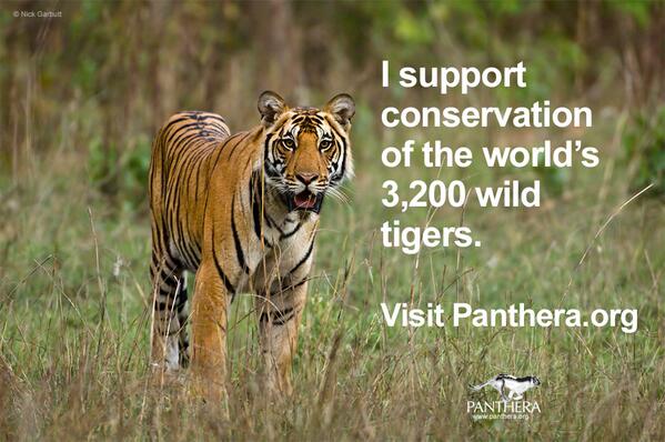 PantheraCats's tweet photo. RT this pic to educate others about the threat of poaching for the illegal wildlife trade that's facing the tiger http://t.co/zAOhxLsB22