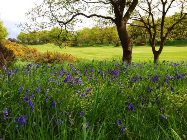 Bluebells and gorse today @OrsettGc. Beautiful James Braid course just half an hour from me. #Essexgem