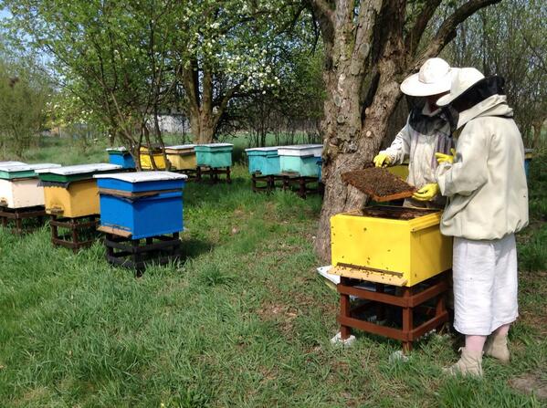 scenesofgreen's tweet photo. Beekeeping in Bukoviec http://t.co/8CTudMNYZO
