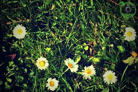 ArtDrenchedDsgn's tweet photo. #dasies #Photography #Art ##flowers #nature #spring http://t.co/K5UD0QcG62