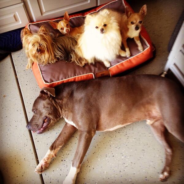 benitaariane's tweet image. &amp;lt;3 RT @cesarmillan: This makes me feel good. While I'm away on tour in Asia,my Pack is relaxed. #balanceddogs #mypack