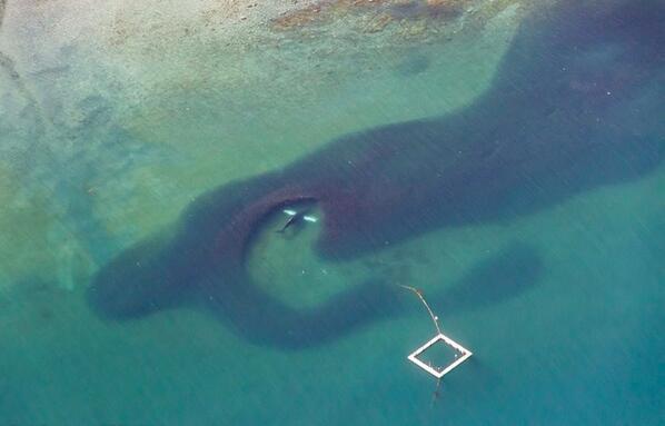 keepitblu's tweet image. Birds Eye View of a Humpback whale feeding on herring from above.