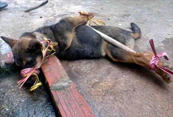 This is the dog meat