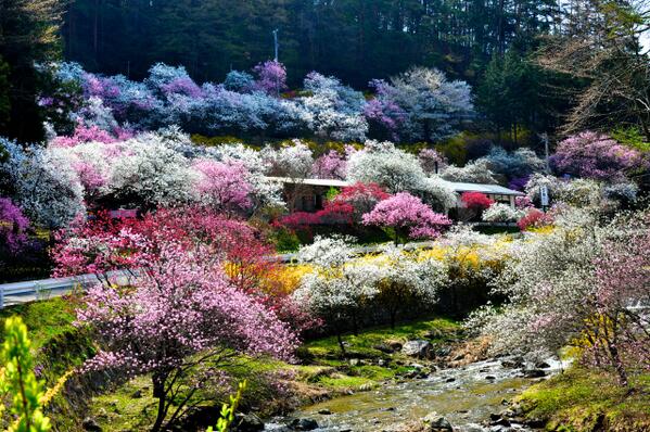 Speed太郎 駒ヶ根観光協会 本日平成２６年４月２５日 金 長野県南信州駒ヶ根市 写真は 中沢花桃の里 のハナモモが見頃です 赤 白 ピンクと様々な彩りが見事でまさに桃源郷です 光前寺のしだれ桜も見頃です ゴールデンウィークはぜひ駒ヶ根へ