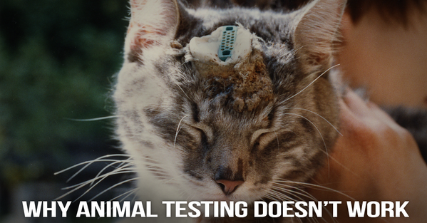 peta's tweet photo. 8 Reasons Why Animal Testing DOESN'T Help Humans: http://t.co/NmXY2zv24m

RT if u want 2 #StopAnimalTests! #WW4AIL http://t.co/SkdKP4eMWU
