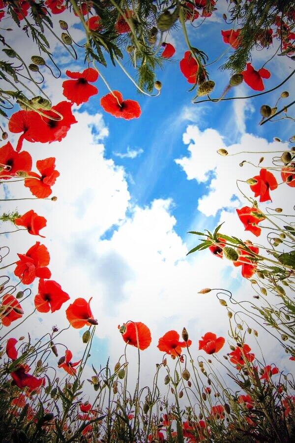 PhysioOnTour's tweet photo. Lest we forget #ANZAC #wewillrememberthem http://t.co/MQYoO9myhp