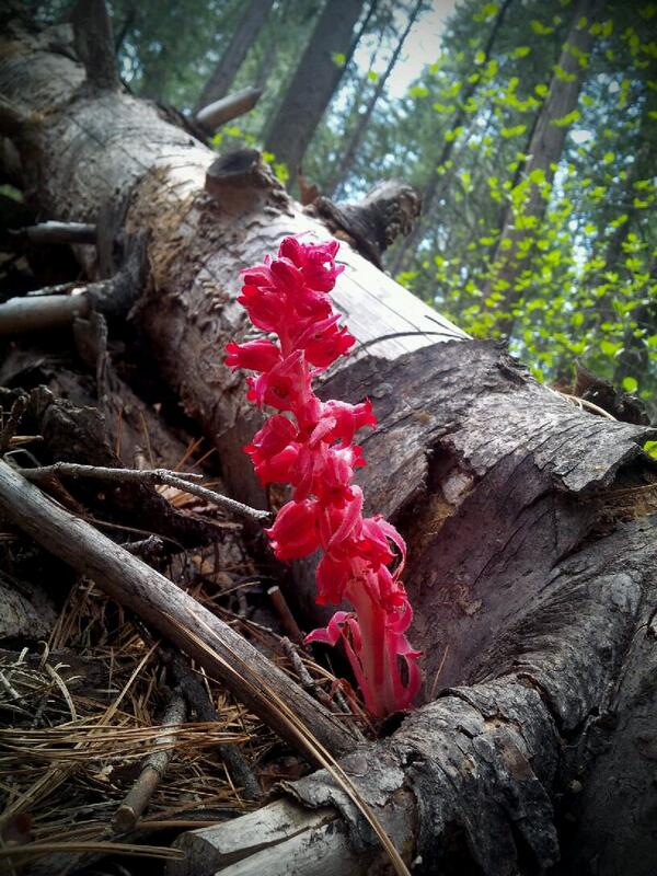 amadmar88's tweet image. Big Tree Park. #bigtreepark #california #flower