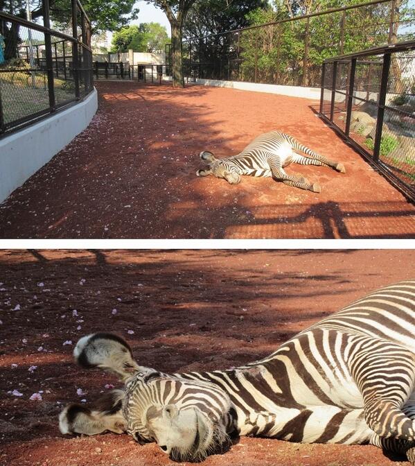 横浜市立野毛山動物園 公式 グレビーシマウマの キャンディ が倒れている と思ったら 幸せそうな顏で日向ぼっこ中でした 笑 Http T Co Ei9qxapbpw Twitter