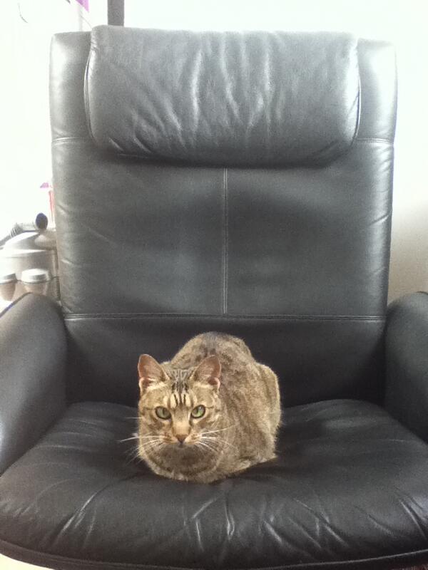 Fallout_Fox's tweet image. Our office cat @MyCatPhoebe has her own official Twitter profile! Today, she's sitting in HER chair...supervising