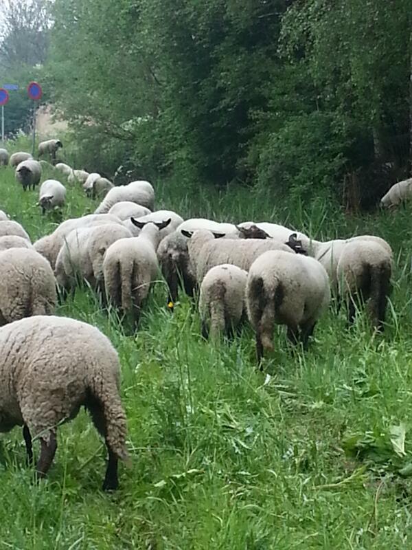 #broekpolder op zijn mooist!