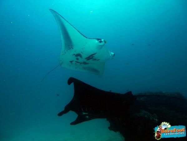 BarefootConserv's tweet photo. Our spaces for the next few months are filling up fast! Contact me if you wish to book a space and go diving! http://t.co/GYCaKkZAZt