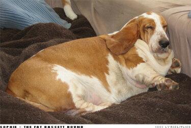 fat_animal's tweet photo. かわい過ぎるポッチャリビーグル https://t.co/nuSVevI7Mu