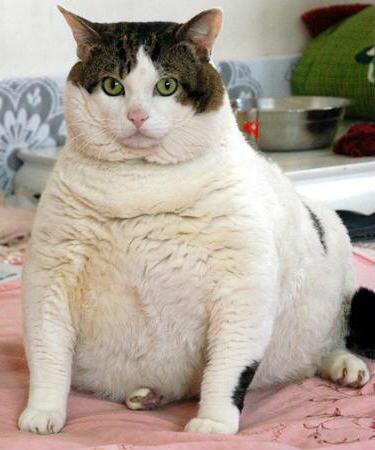 fat_animal's tweet photo. 太ってるのに凛々しい猫にゃん
きりっ★！ https://t.co/7A3VLcMFLO