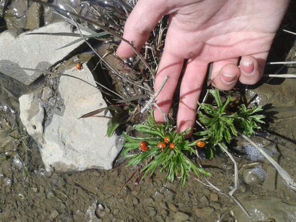 v3p4GZZsfT0celN's tweet image. bu #uğurböcekleri nin nesi var bu yıl çok fazlalar adımbaşı böyleler...! Gever