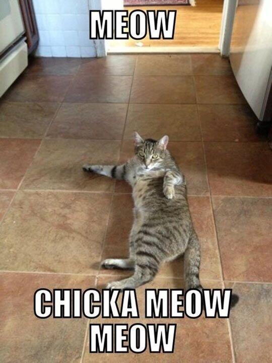 JustCatThoughts's tweet photo. 😼 http://t.co/zJGEwkVRNi