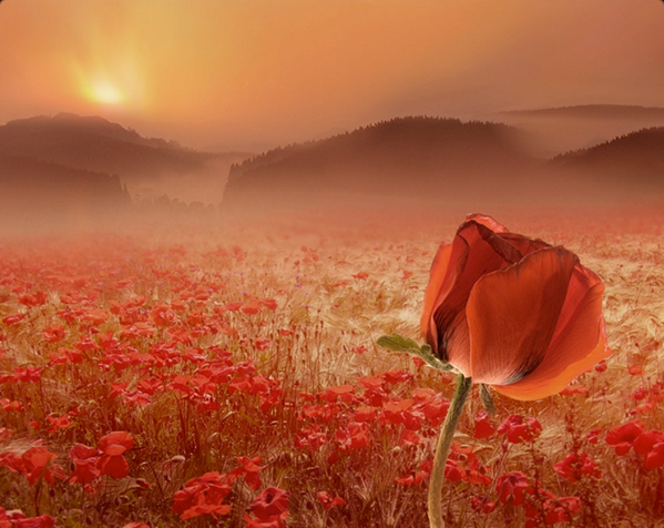 Spring by Veronika Pinke