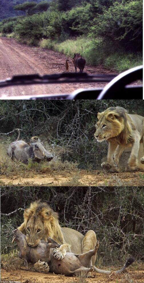 WebYServicios's tweet photo. Un día te encuentras a Timón y Pumba caminando. Otro día te encuentras a  Simba y Pumba... http://t.co/ga1IzS5hlx