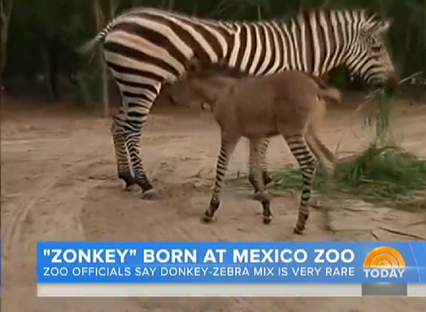 PesterEch's tweet photo. “@TODAYshow: Have you ever heard of a "Zonkey?" http://t.co/yNC6L1V8zj” #pppanthersgov