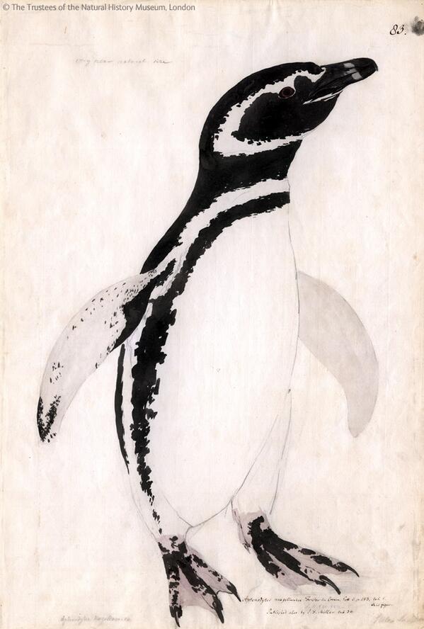 Natural History Museum For Worldpenguinday Here S Forster S Watercolour Of A Magellanic Penguin Painted On Capt Cook S 2nd Voyage 1772 75 Http T Co Derord8tai Natural History Museum For Worldpenguinday Here S Forster S Watercolour Of A Magellanic Penguin Painted On Capt Cook S 2nd Voyage 1772 75 Http T Co Derord8tai