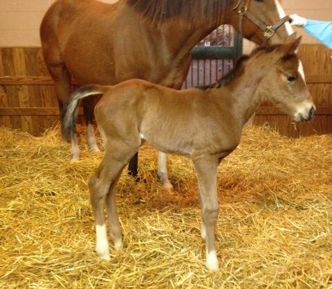 WinstarVet's tweet photo. @WinStarFarm #Distorted Humor check out this DH filly born last night.Out of WellArmed full sis.The man still has it! http://t.co/77mmlQv2AG