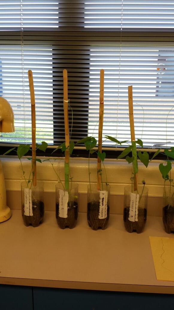MsZeppa's tweet photo. Yikes! These Lima bean plants are growing like crazy! I think we're going to need more popsicle sticks... http://t.co/H4wdEijbyd