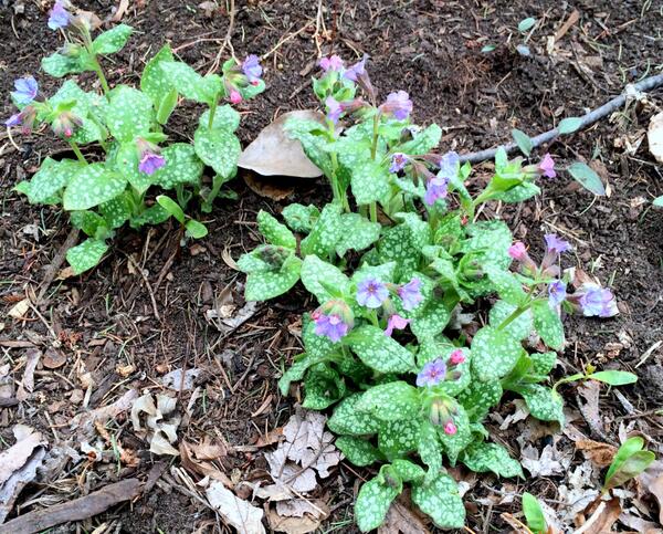 This is a Lung Wort.  One of the earliest perennials to come up.
