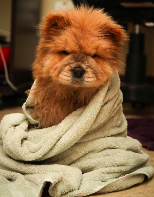 BuzzFeed's tweet photo. 31 Chow Chow Puppies To Make Your Day A Little Fuzzier http://t.co/AIwsl2BMuY via @BuzzFeedAnimals http://t.co/pUYUQuGpmL