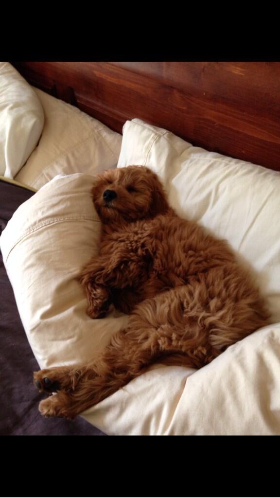 mackenzieconey8's tweet image. People say their animals know what's up when they're leaving for a trip #notthisguy