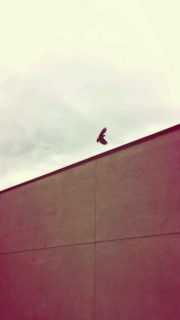 SchoolOfBirds's tweet photo. RARE action shot photo of our #AVCrow Remember students, dont be afraid to spread your wings and fly #NoFilter http://t.co/PzJBxFOnf8