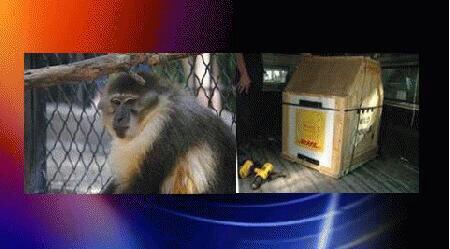 monkeyarns tweet picture