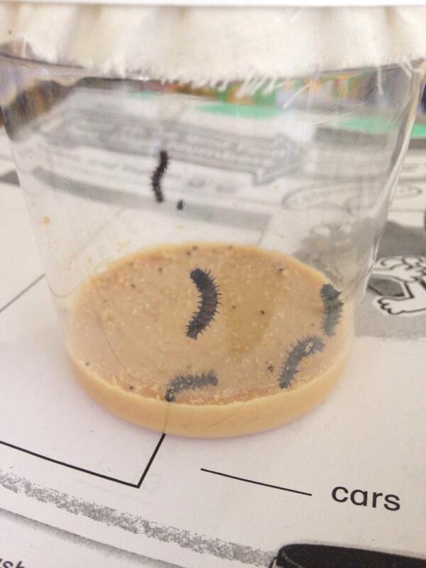 clarelenz1's tweet photo. Day 2 with the caterpillars! They're already growing! What can you observe about them? #MannSchool http://t.co/LowVjPu40L