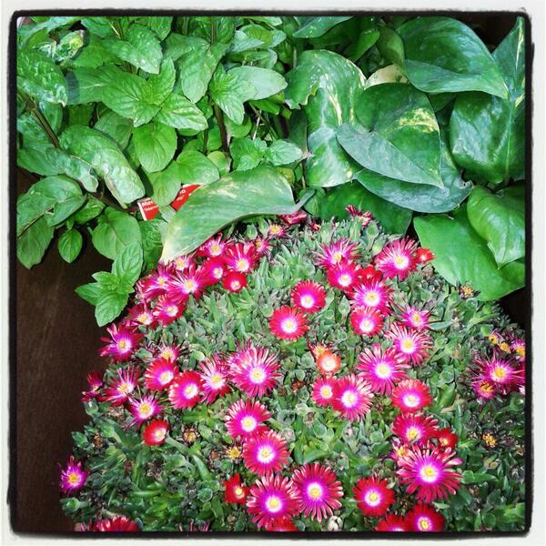 Federica Barbera tweet media