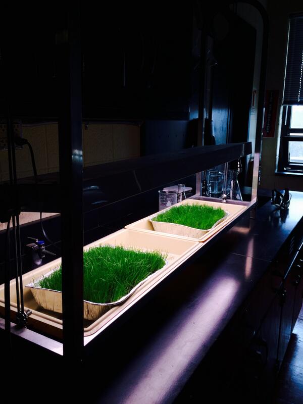 Think_Nature's tweet image. This is the grass that we grew.  We are using it to figure out if there are any negative effects of algae on grass.
