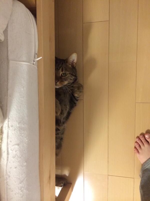 アイナリ@ケマミレン tweet media