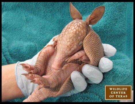 Glinner's tweet photo. A baby Cthulhu! RT @pourmecoffee: This is a baby armadillo. Deal with it http://t.co/mQVSAbkD9g http://t.co/qHaq8JOdNw