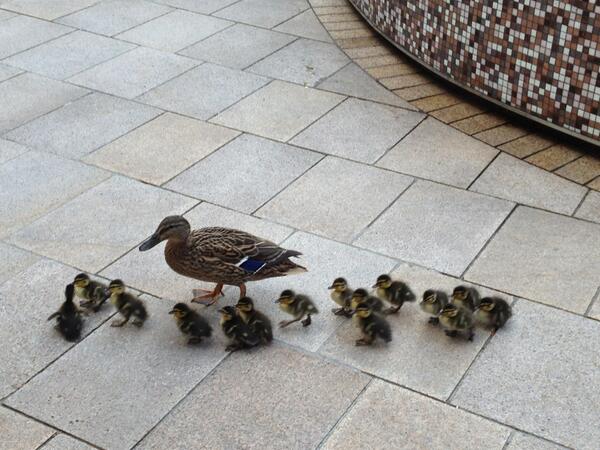 EdvardandPink's tweet photo. Awww cuteness in the town square @DundrumTC http://t.co/03YzDwdAFj