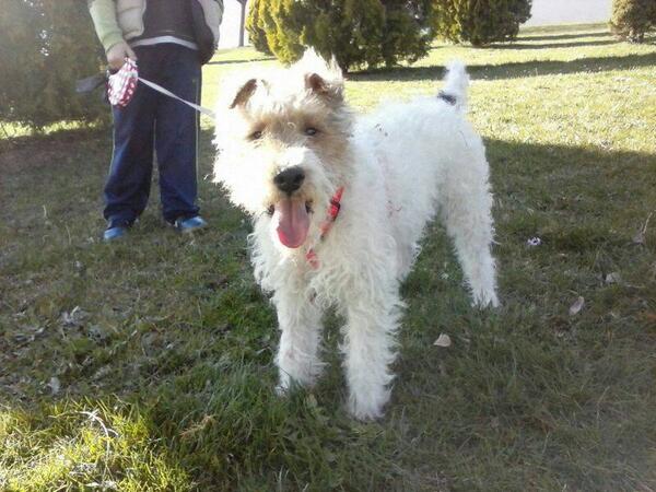 elhocicoorg's tweet photo. Leo es un fox terrier juguetón y cariñoso, tendrá unos dos años y necesita un hogar http://t.co/mumgzmdlRy
