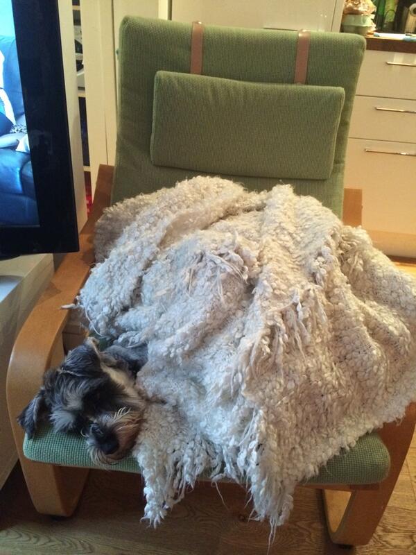 Help! The humans are striking back by burying me alive! <a href="/DogsinBlankets/">Dogs in Blankets</a> <a href="/ikealiving/">IKEA</a>